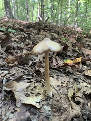Entoloma strictius