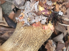 Myriapoda