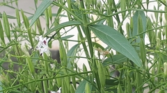 Andrographis paniculata
