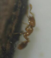 Solenopsis abdita