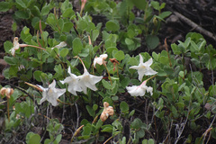 Mandevilla macrosiphon