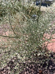 Eriogonum deflexum