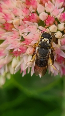 Anthidium oblongatum