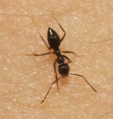Nylanderia bourbonica