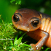El Cusuco Salamander - Photo (c) Jonathan Kolby, some rights reserved (CC BY-NC-ND), uploaded by Jonathan Kolby