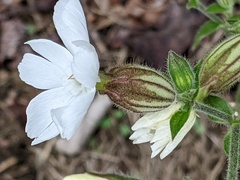 Silene latifolia