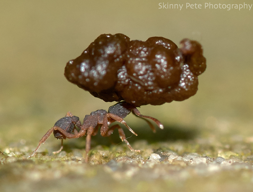 Minute Fungus-farming Ant