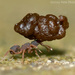 Cyphomyrmex minutus - Photo (c) Peter May, alguns direitos reservados (CC BY-NC), uploaded by Peter May