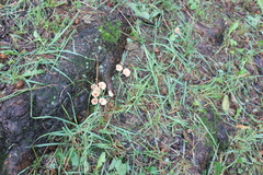 Mycetinis scorodonius