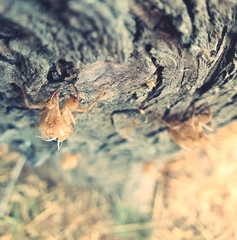 Cicada orni