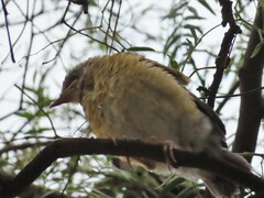 Turdus rufopalliatus