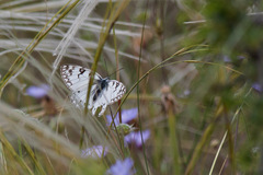 Melanargia arge