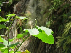 Piper auritum