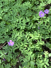 Oxalis drummondii