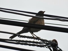 Turdus rufopalliatus