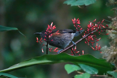 Ptiloprora erythropleura