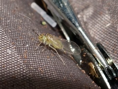 Stenopsocus