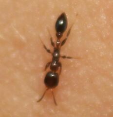 Pseudomyrmex ejectus