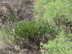 Myrtillocactus geometrizans