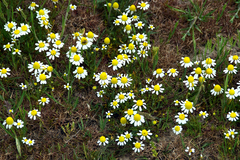 Matricaria chamomilla