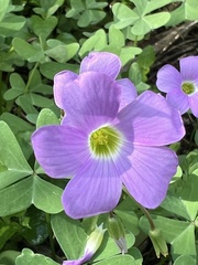 Oxalis drummondii