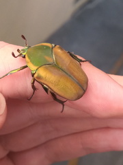 Cotinis mutabilis malina