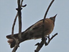 Turdus rufopalliatus