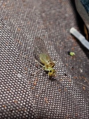 Stenopsocus