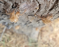 Cicada orni