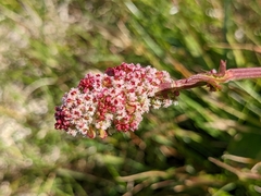 Rumex acetosa