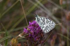 Melanargia russiae