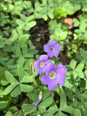 Oxalis drummondii