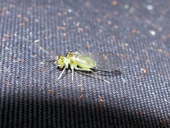 Stenopsocus