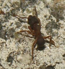 Cyphomyrmex minutus