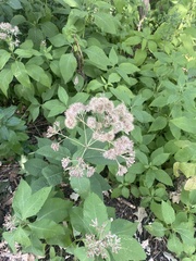 Eutrochium purpureum