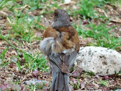 Turdus rufopalliatus