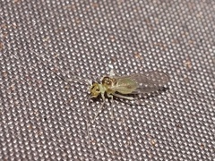 Stenopsocus