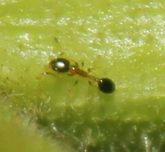 Monomorium floricola