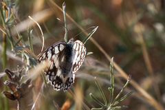 Melanargia russiae