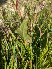 Rumex acetosa