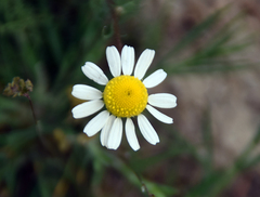 Matricaria chamomilla