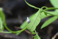 Mistharnophantia