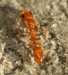 Pseudomyrmex pallidus