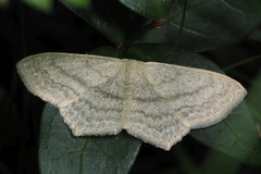 Scopula nigropunctata