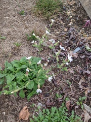 Silene latifolia