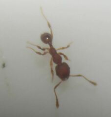 Pheidole parva