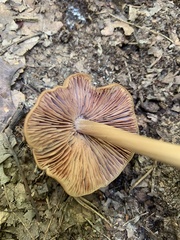 Entoloma strictius