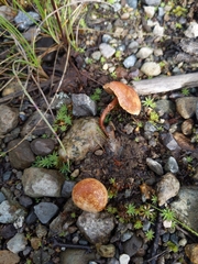 Cystoderma