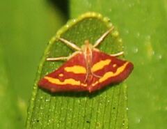 Pyrausta tyralis