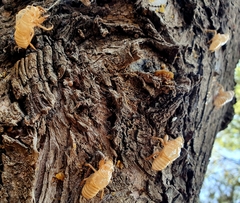 Cicada orni